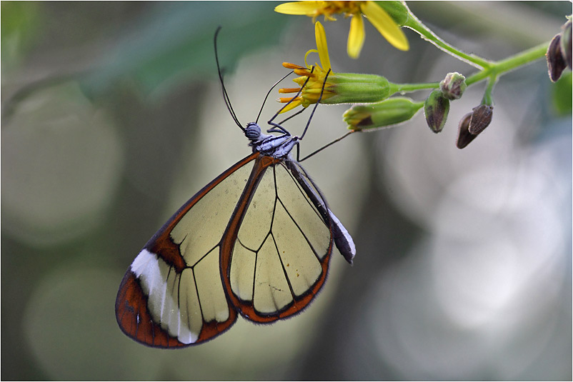 Glasflügler an einer gelben Blüte