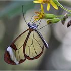 Glasflügler an einer gelben Blüte