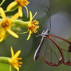 Glasflügler an einer gelben Blüte