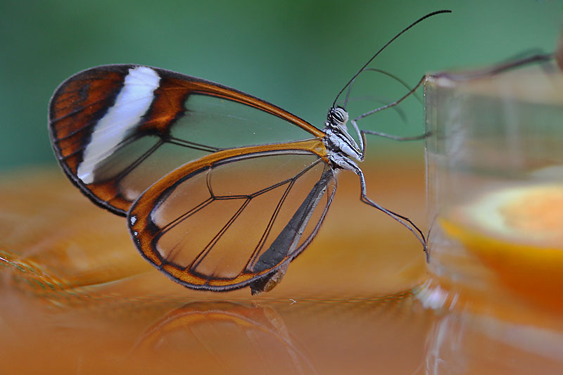 Glasflügler an einer Glasschale