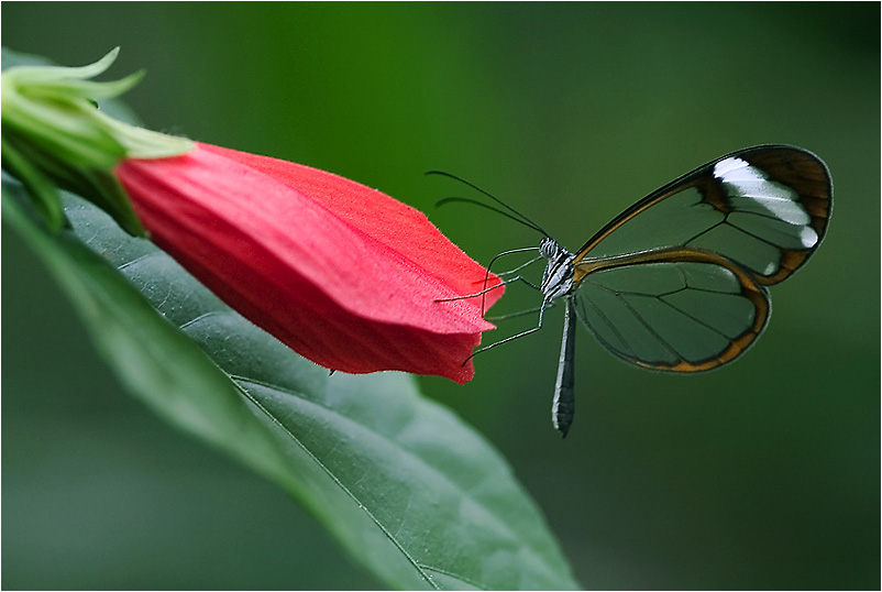 Glasflügler an einer Hibiskusblüte