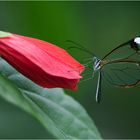 Glasflügler an einer Hibiskusblüte