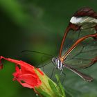 Glasflügler an einer Hibiskusblüte