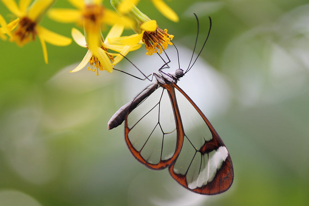 Glasflügler an gelber Blüte