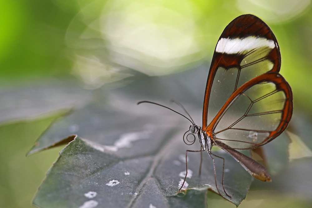 Glasflügler auf einem Blatt