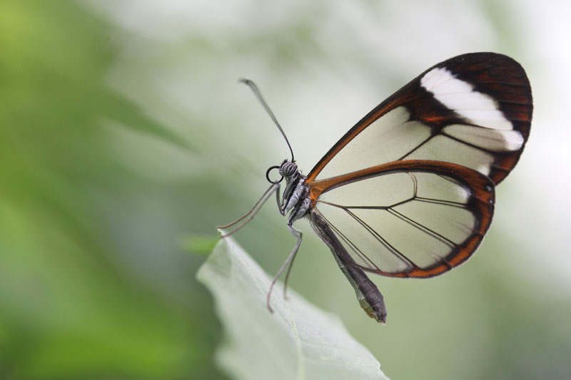 Glasflügler auf einem Blatt