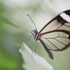 Glasflügler auf einem Blatt