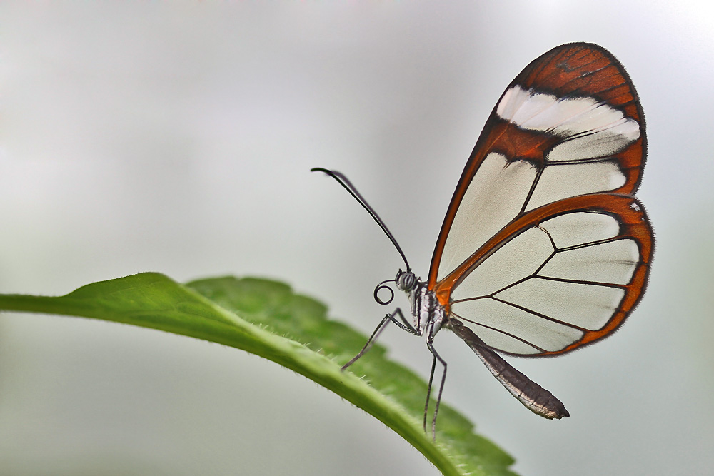 Glasflügler auf einem Blatt