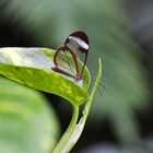 Glasflügler auf einem grünen Blatt