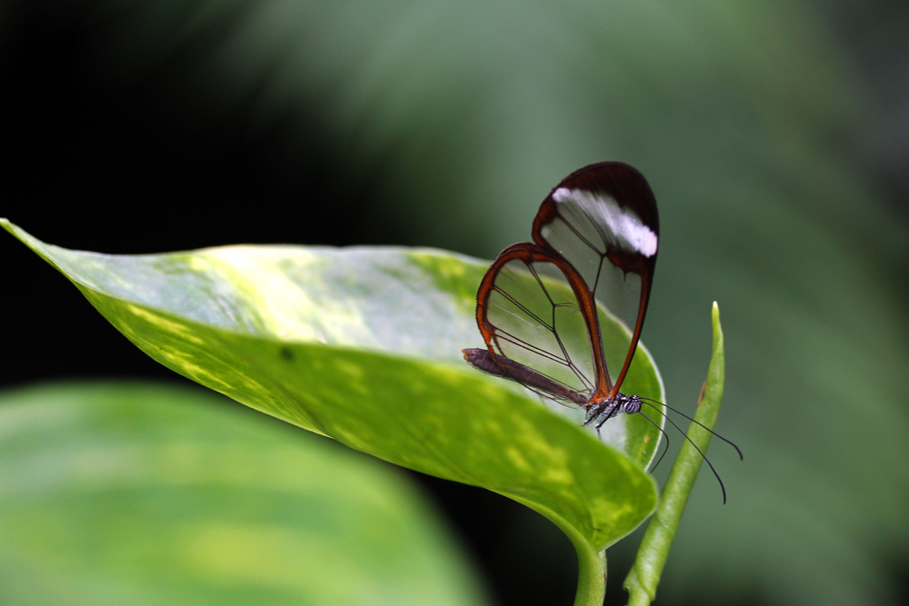 Glasflügler auf grünem Blatt