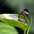 Glasflügler auf grünem Blatt