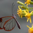 Glasflügler bei der Nahrungsaufnahme