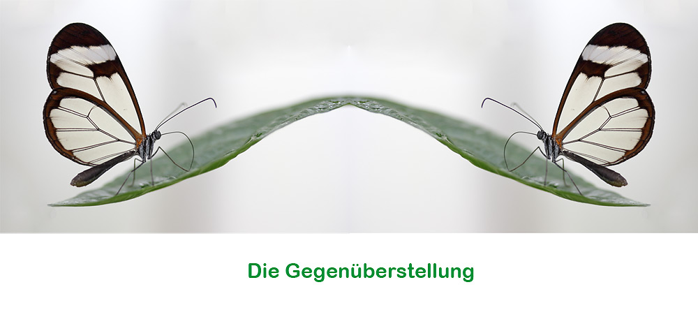 Glasflügler: die Gegenüberstellung.....