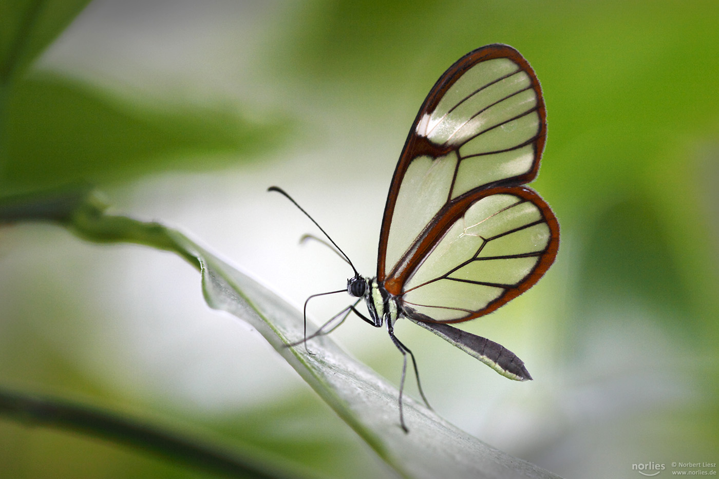 Glasflügler