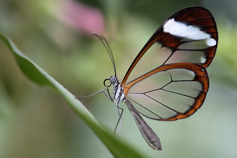 Glasflügler (greta oto)