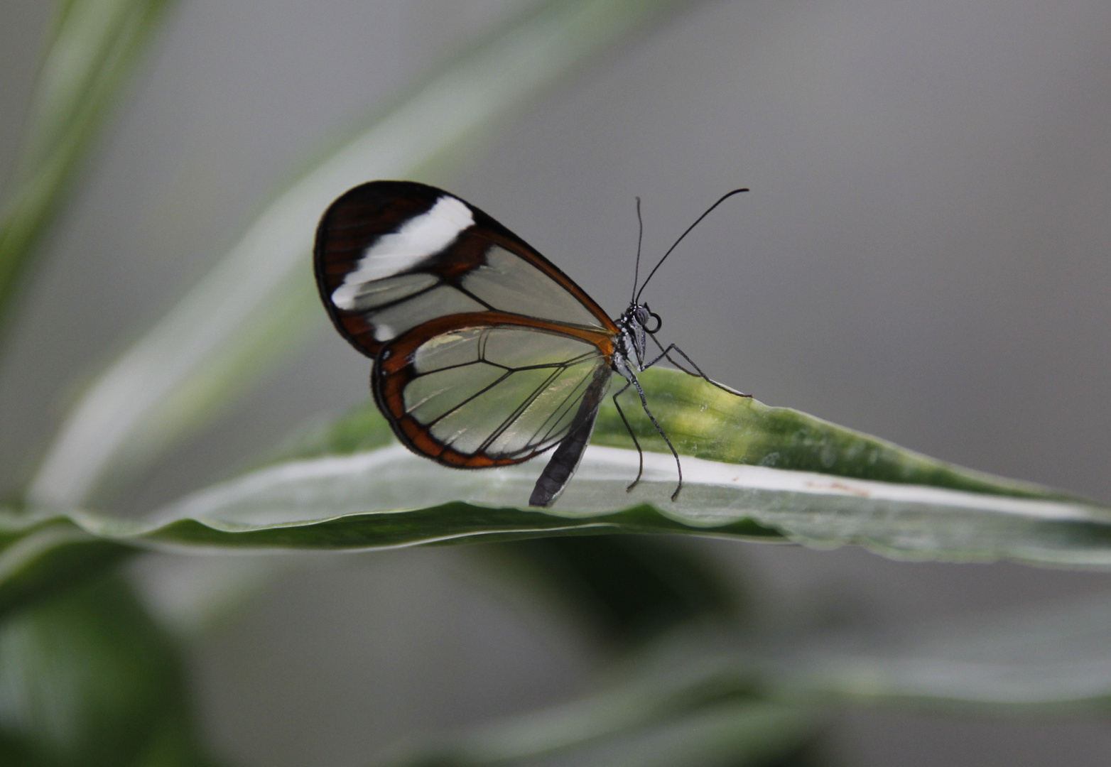 Glasflügler ( Greta oto )