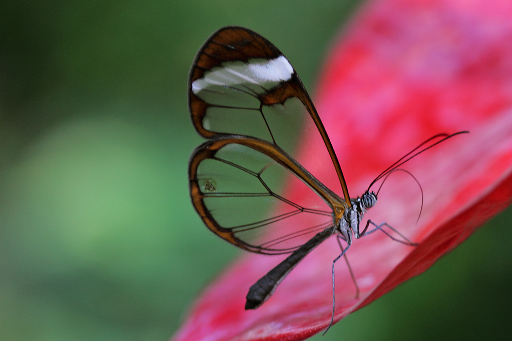 Glasflügler (greta oto)