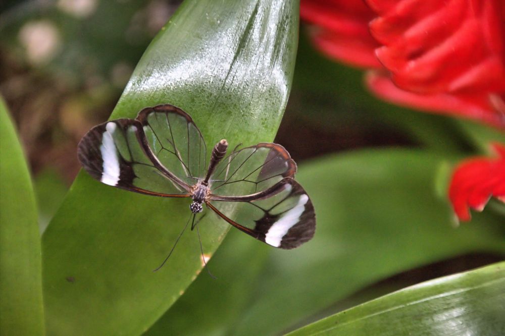 Glasflügler (Greta oto)