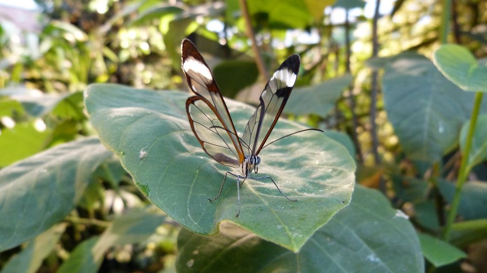 Glasflügler (Greta oto)