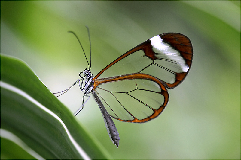 Glasflügler (greta oto)