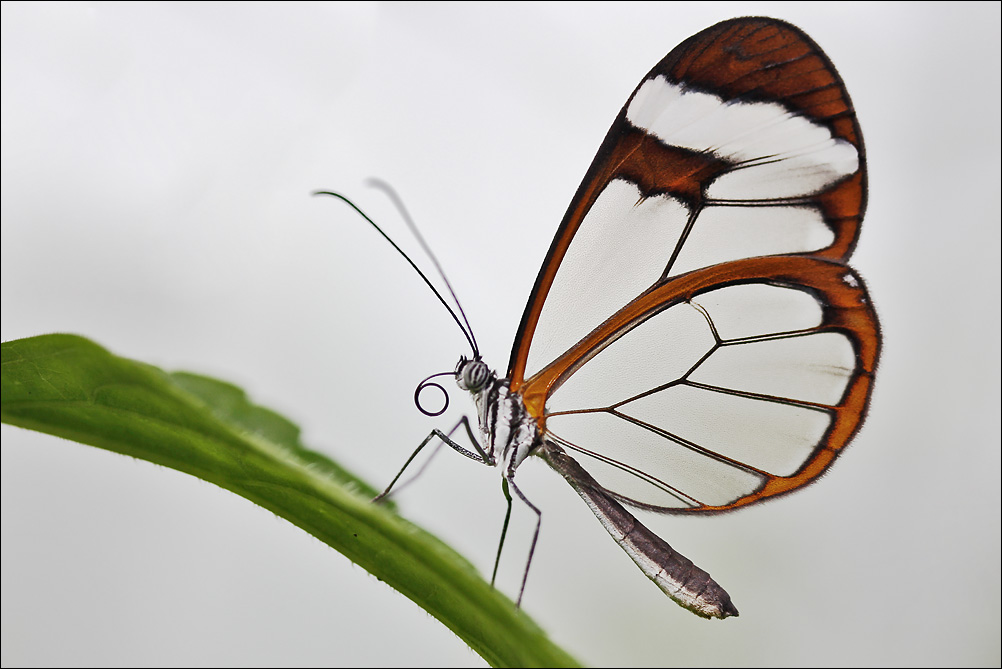 Glasflügler (greta oto)