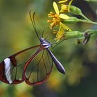 Glasflügler (greta oto) an einer gelben Blüte