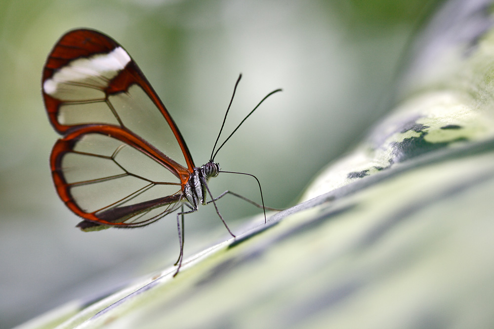 Glasflügler (greta oto)