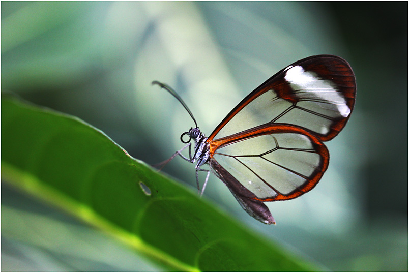 Glasflügler (greta oto)