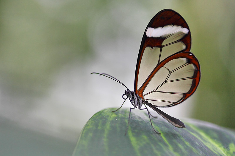 Glasflügler (greta oto)