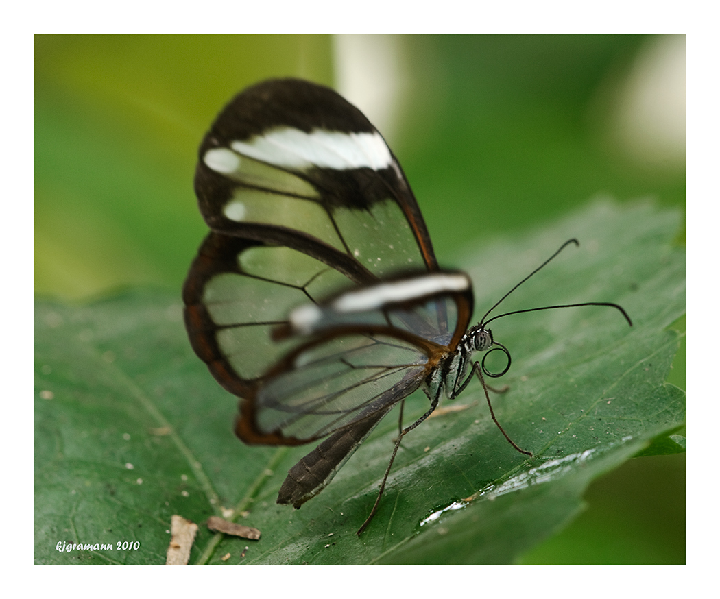 Glasflügler (Greta oto),....