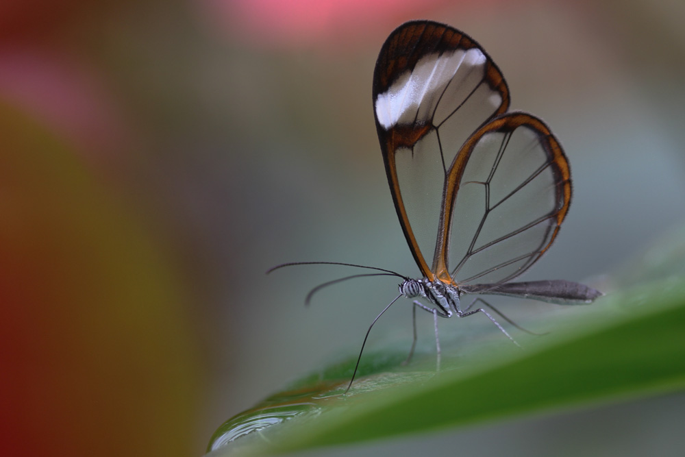 Glasflügler (greta oto)