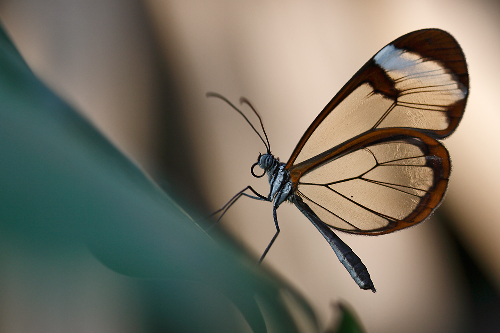 Glasflügler (greta oto) im Schmetterlingshaus