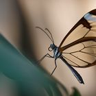 Glasflügler (greta oto) im Schmetterlingshaus