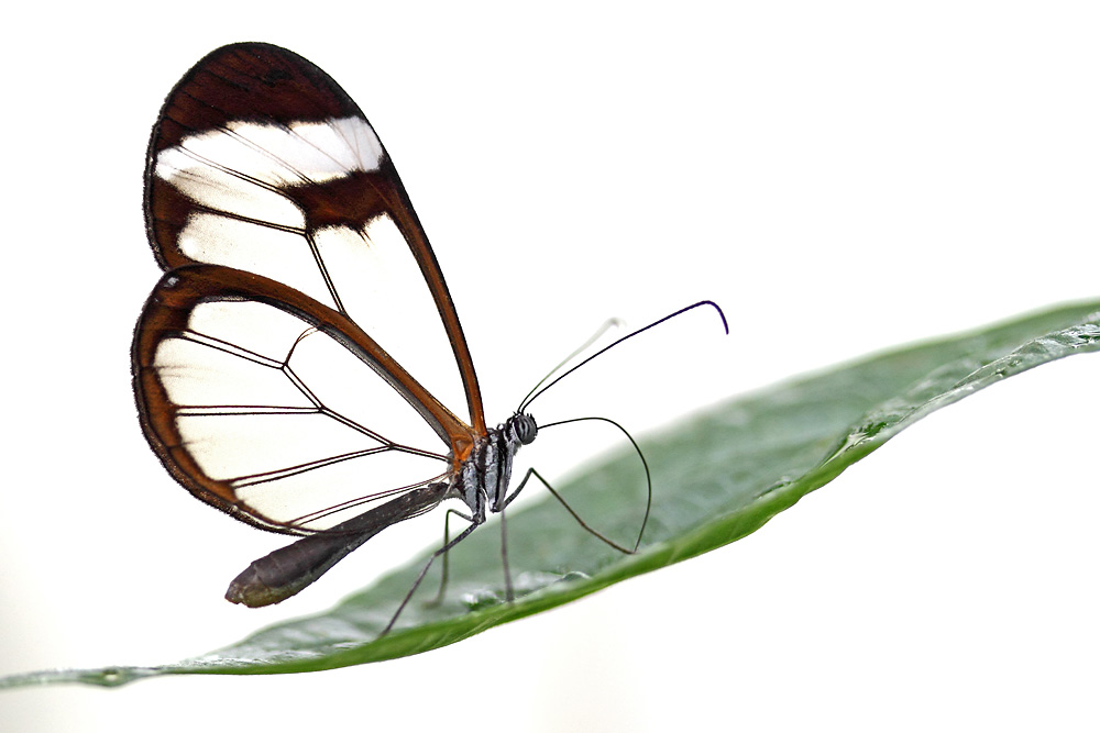 Glasflügler im Ansitz auf grünem Blatt