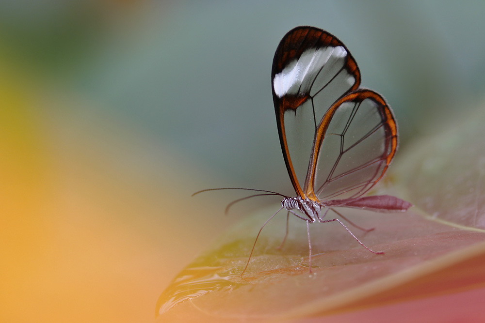 Glasflügler im Farben-Wunderland