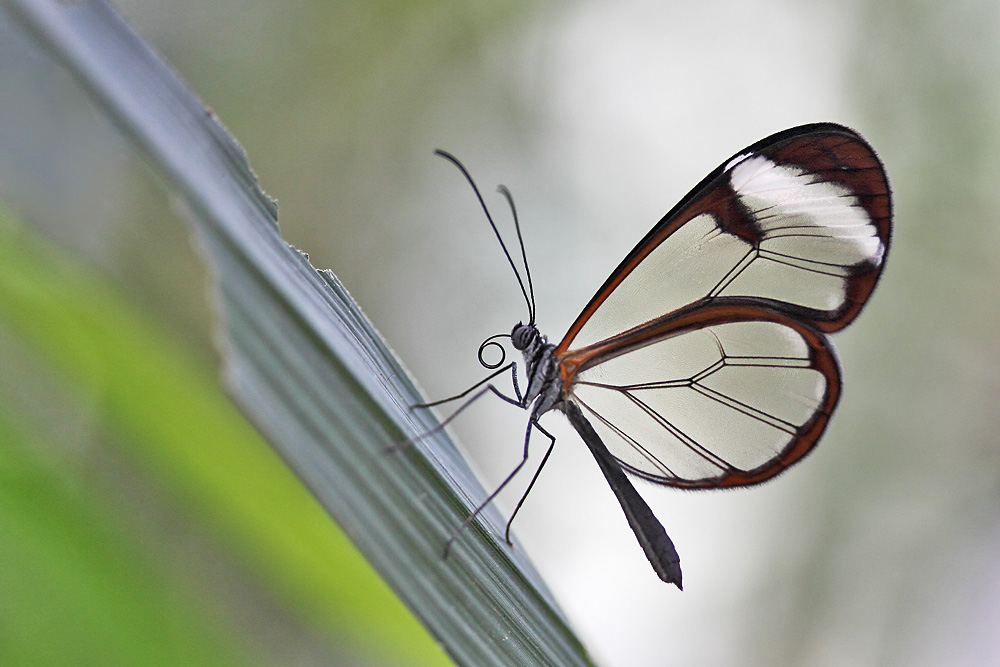 Glasflügler in Pose