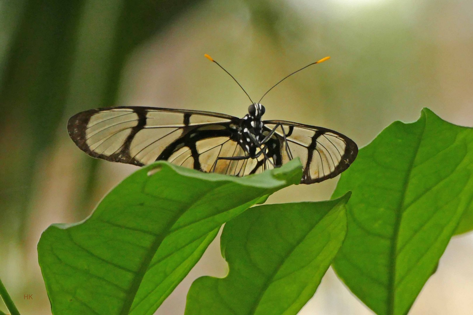 Glasflügler (Nymphalidae, Danainae, Ithomiini, Methona confusa)