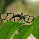 Glasflügler (Nymphalidae, Danainae, Ithomiini, Methona confusa)
