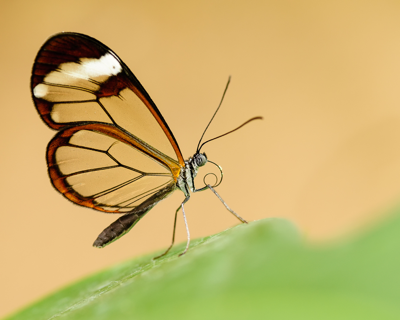 Glasflügler (Sesiidae)