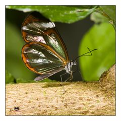 Glasflügler,Greta oto, Südamerika