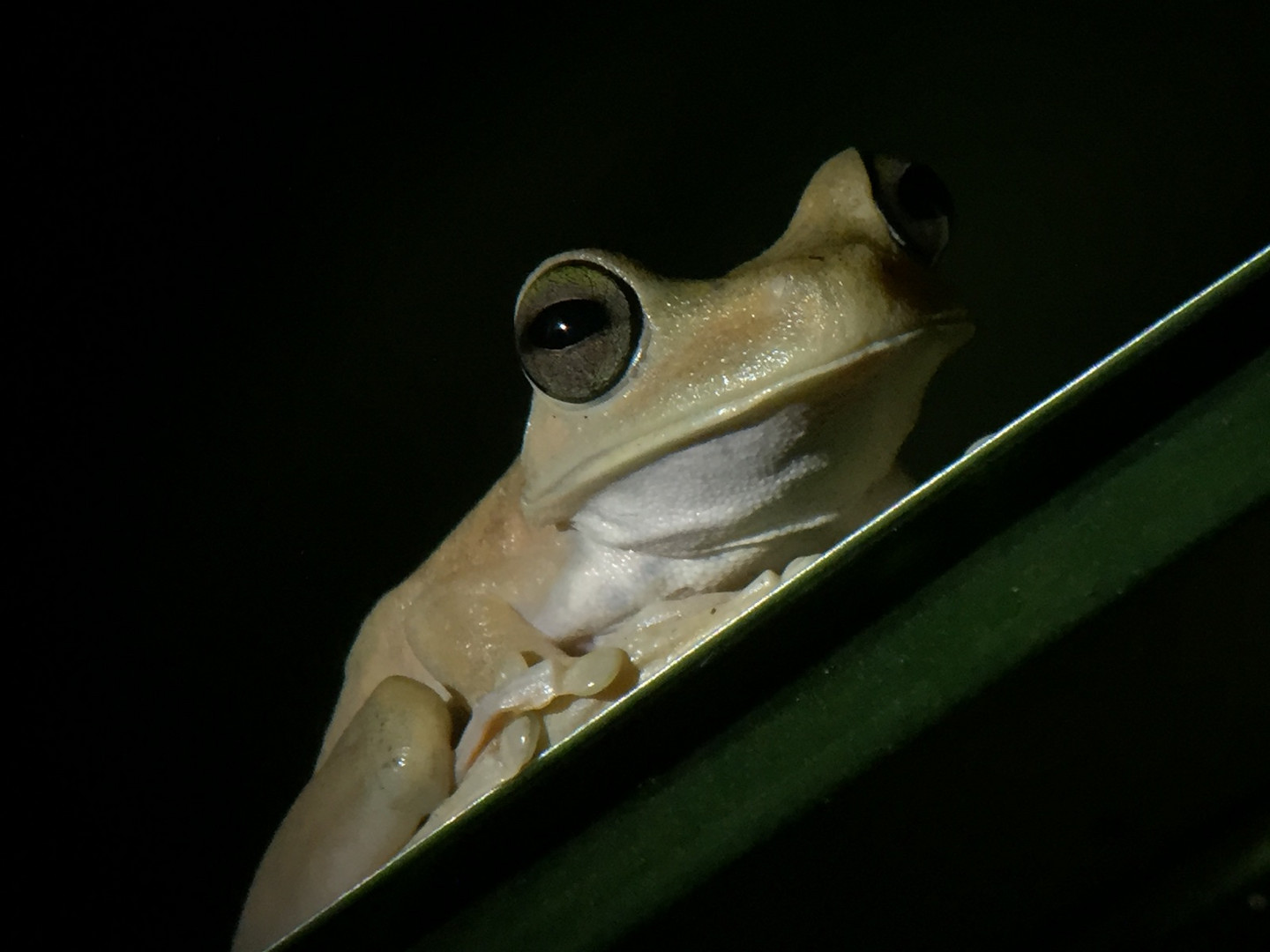 Glasfrosch