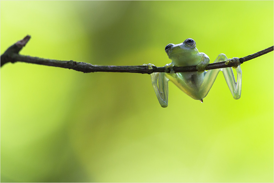 Glasfrosch