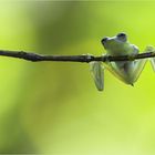 Glasfrosch