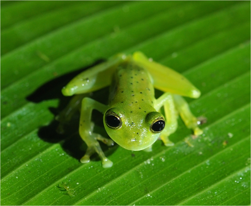 Glasfrosch