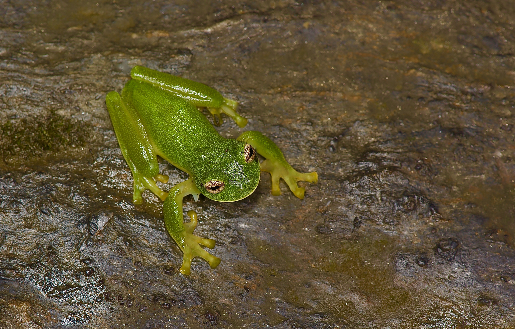 Glasfrosch aus dem Nebelwald von Kolumbien