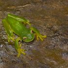 Glasfrosch aus dem Nebelwald von Kolumbien