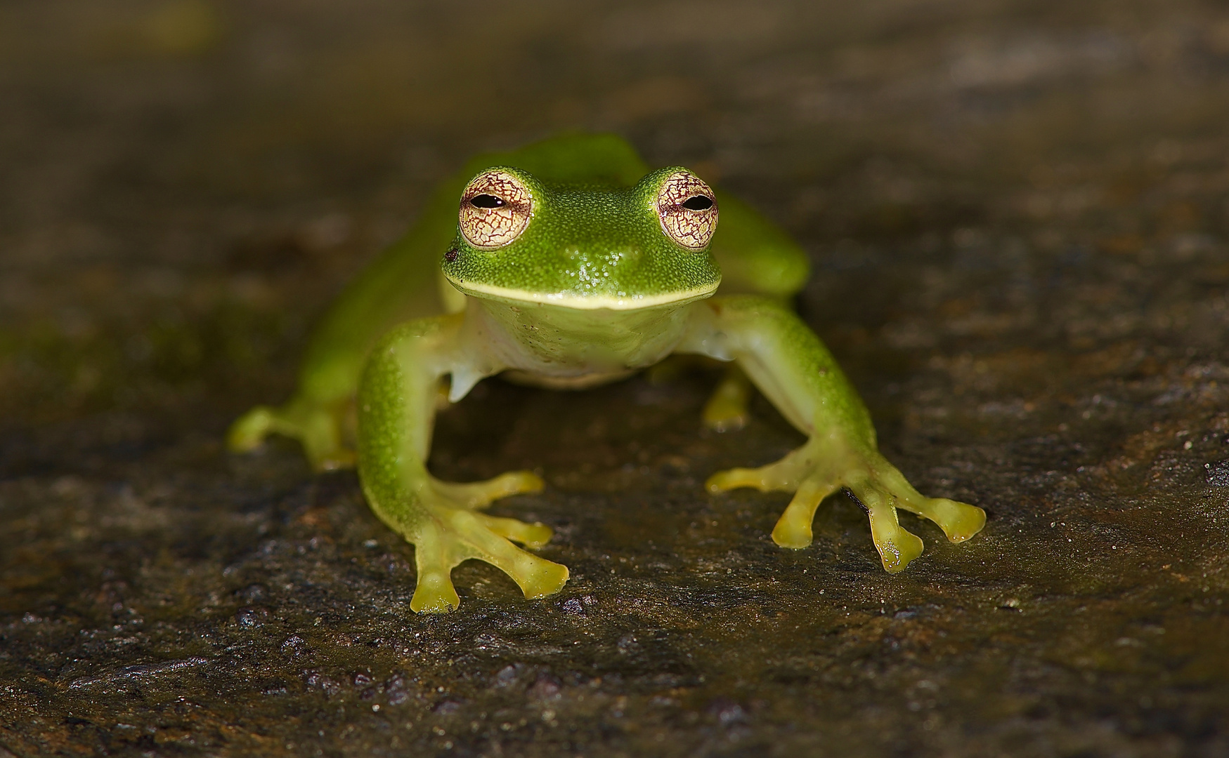 Glasfrosch aus dem Nebelwald von Kolumbien 