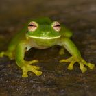 Glasfrosch aus dem Nebelwald von Kolumbien 