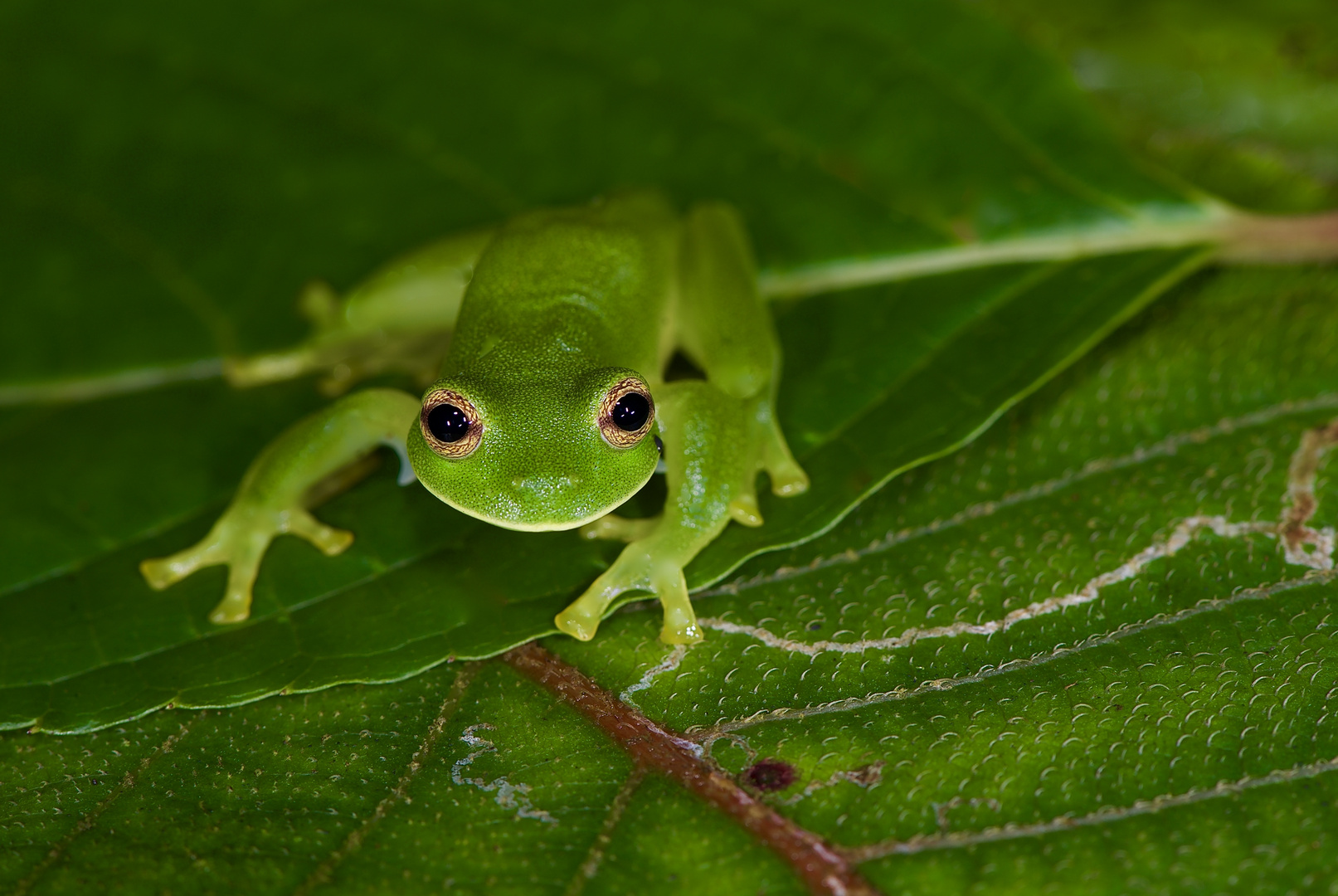 Glasfrosch aus dem Nebelwald von Kolumbien 