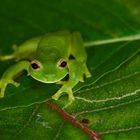 Glasfrosch aus dem Nebelwald von Kolumbien 